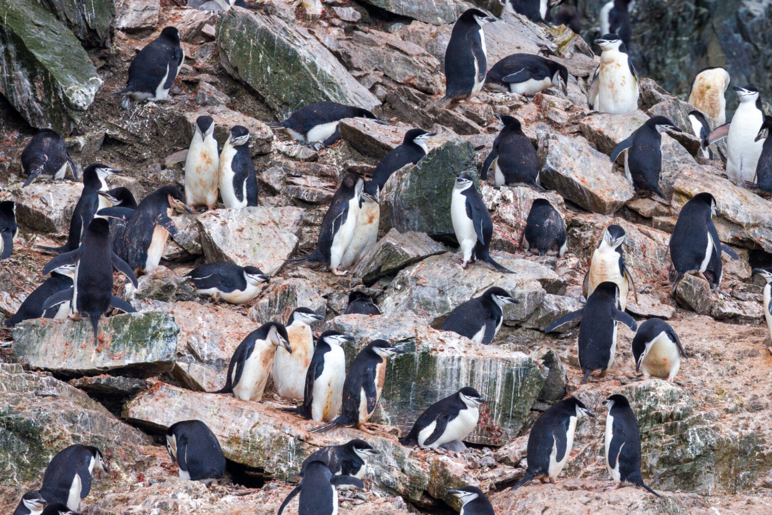 Penguins on the Rocks