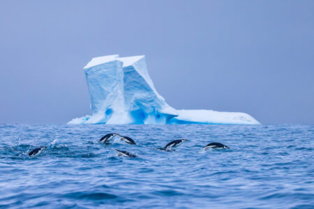 "Porpoising Penguins" | Fine Art Print