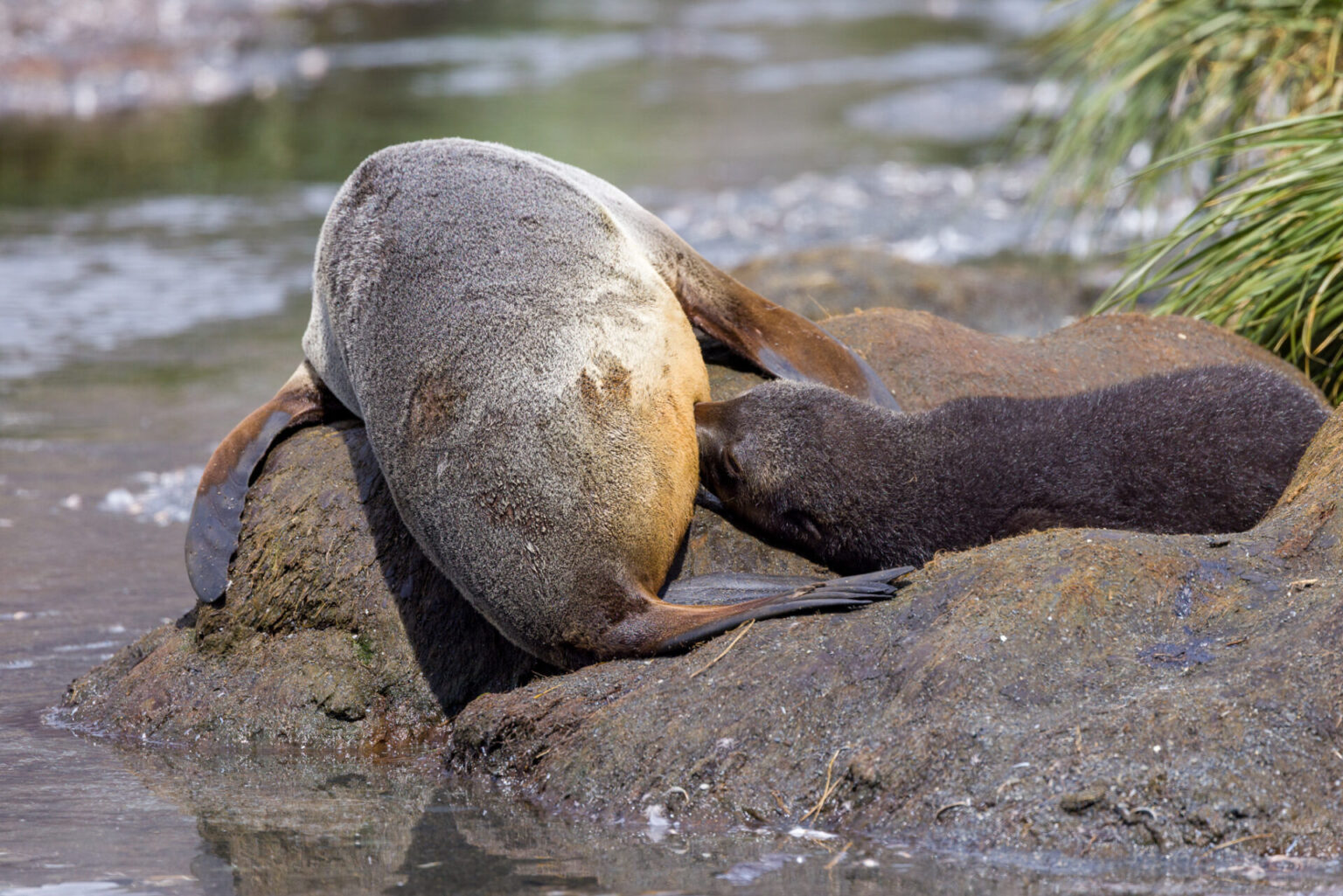 Suckling Fur Seal