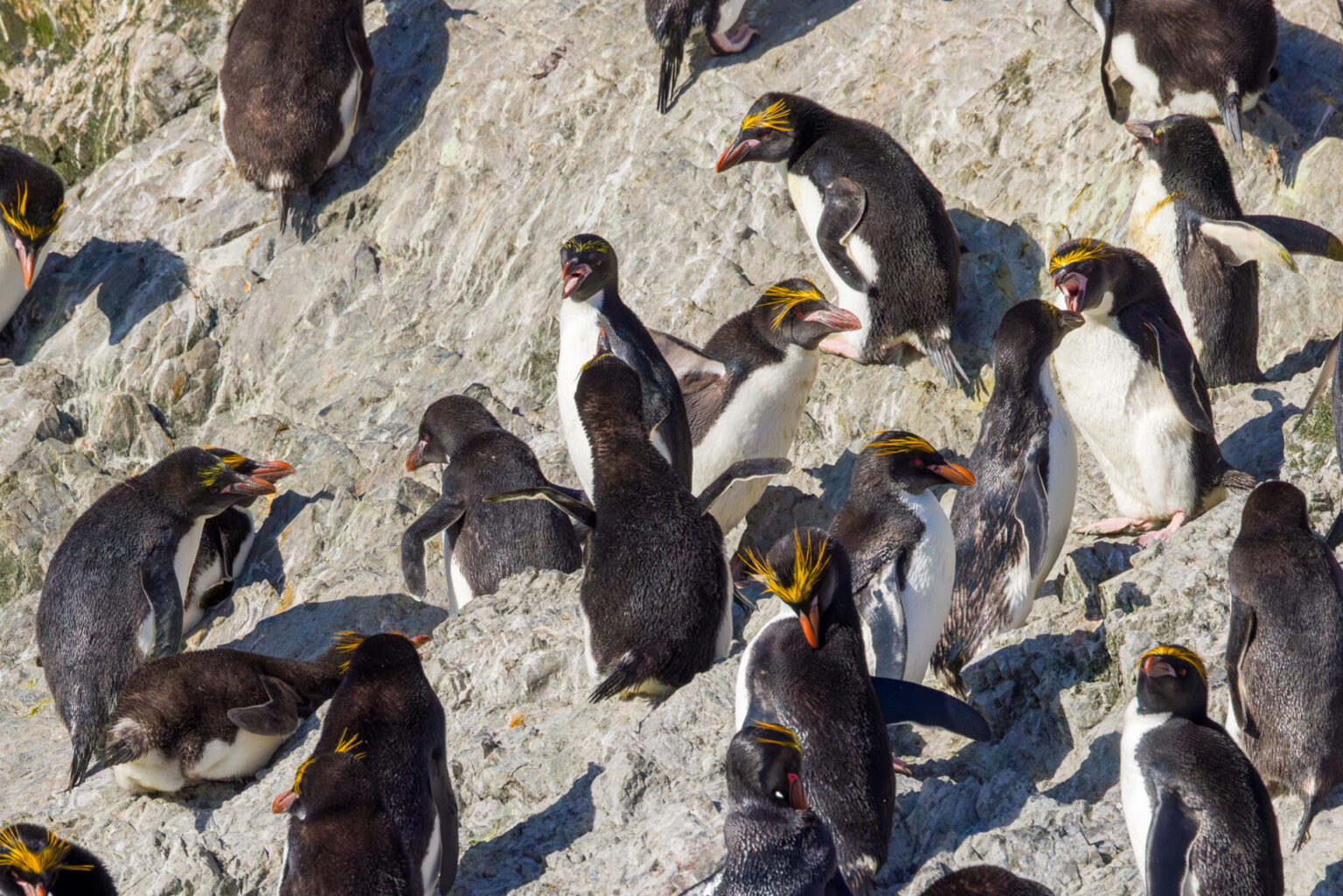 Adult and Juvenile Macaroni Penguins