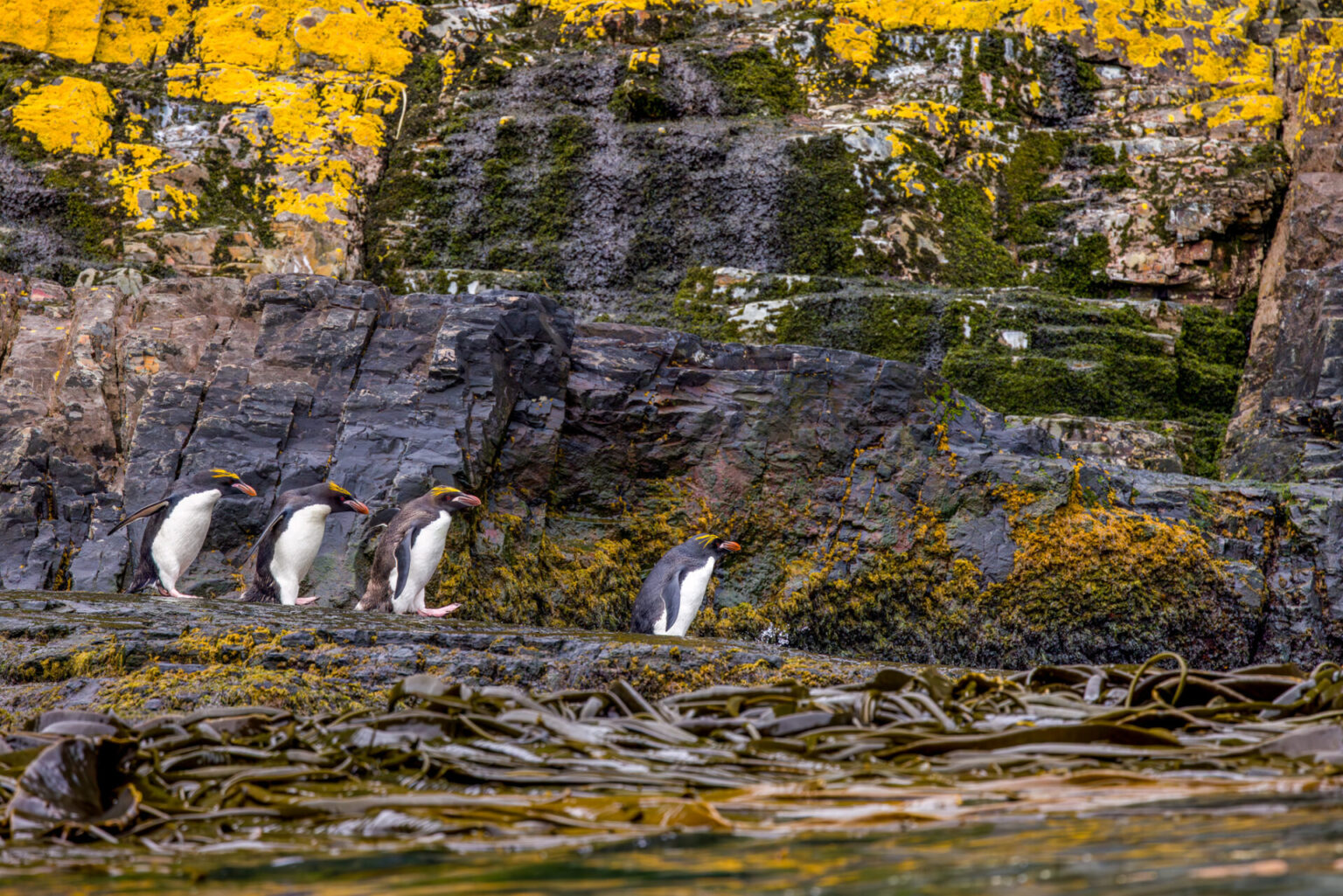 One Macaroni Penguin leading three others walking along the shore.