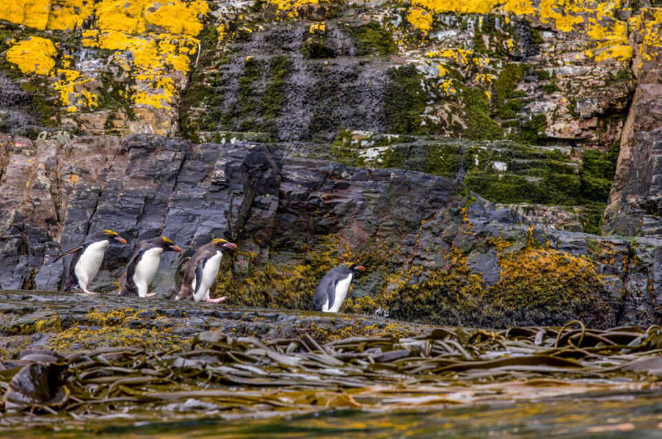 One Macaroni Penguin leading three others walking along the shore.