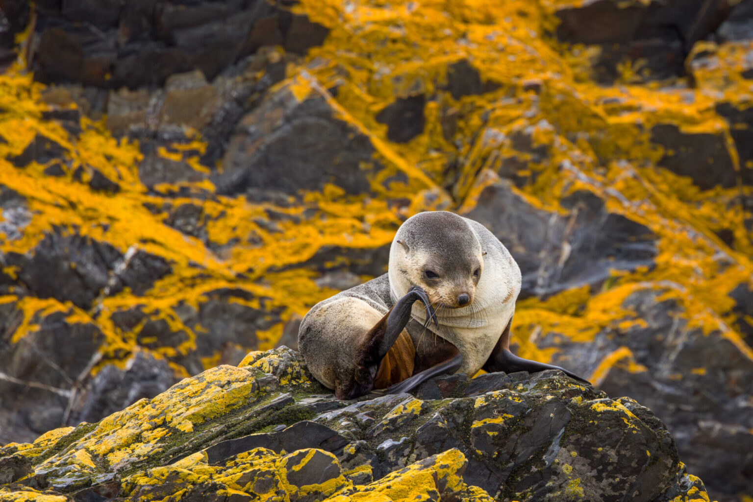 Fur Seal High Up in the Rocks