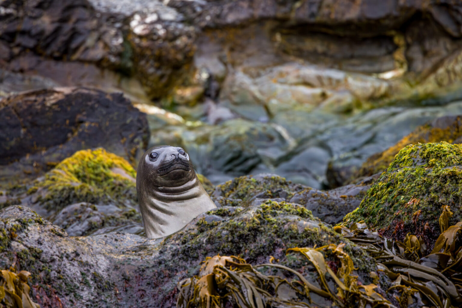 Antarctic Fur Seal raising its head, peeking out from behind a rock.