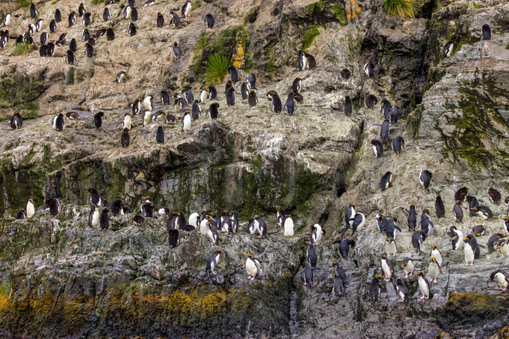 Macaroni Penguin Colony up on the steep rocks.