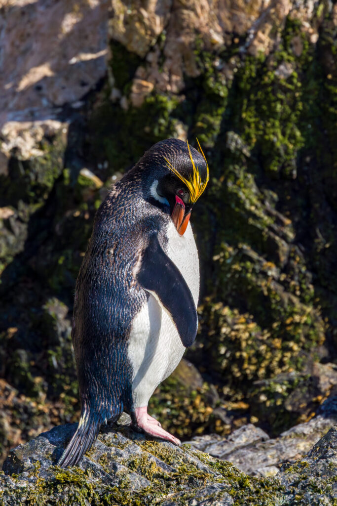 Macaroni Penguin Grooming