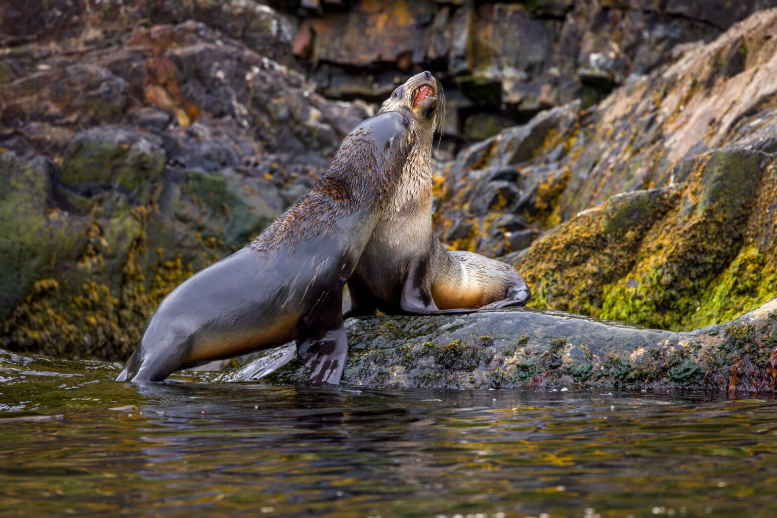 Male Fur Seals Fighting