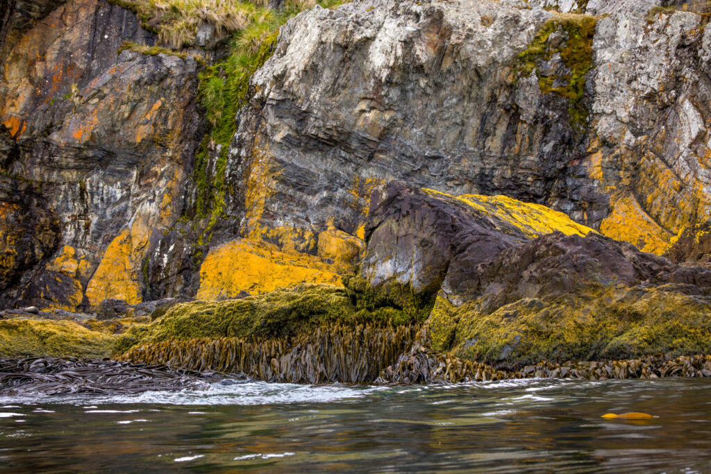 Multi-colored Steep Walls with Bull Kelp