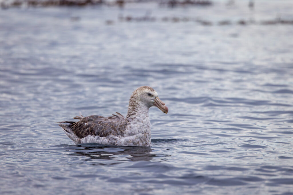 Southern Giant Petrel at Gold Harbour