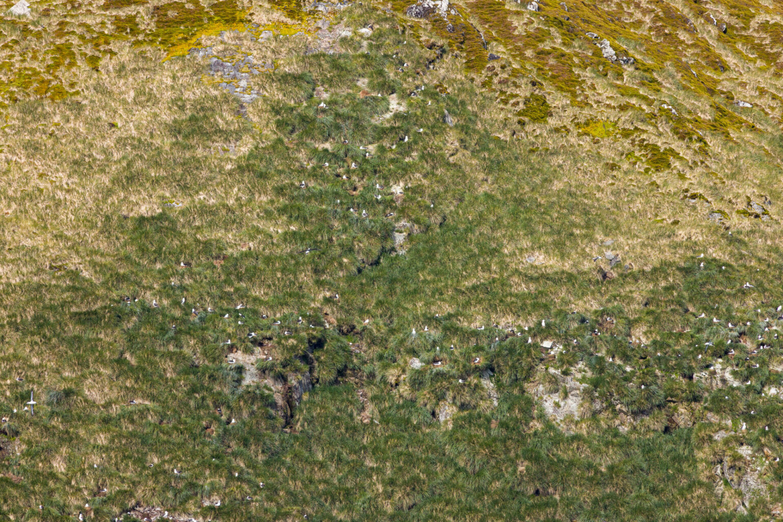Albatross Nests High Up on the Cliff