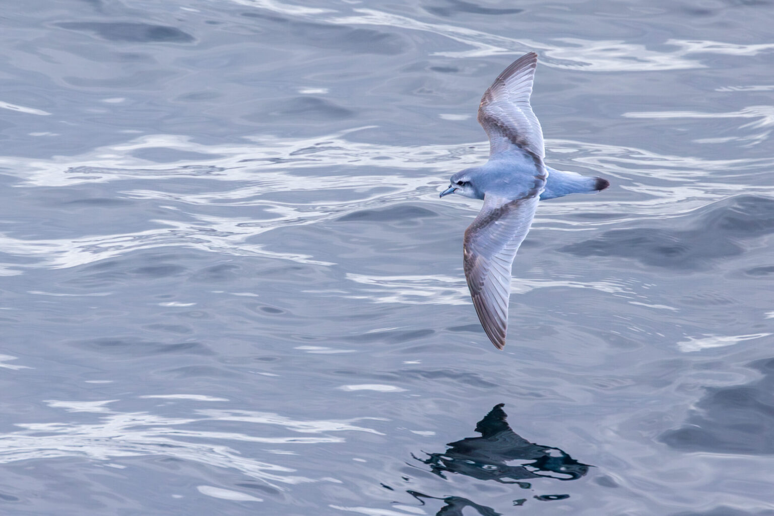 Antarctic Prion
