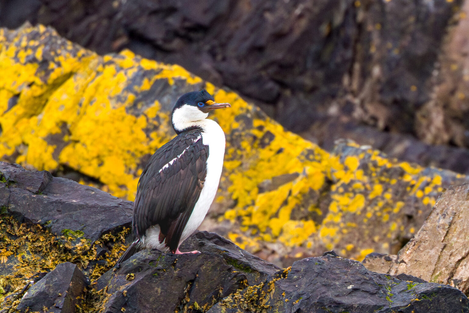 Antarctic Shag at Hercules Bay