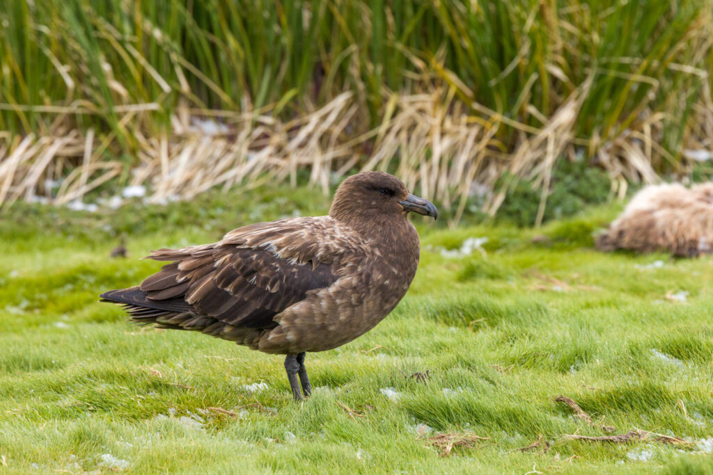 Brown Skua Mom