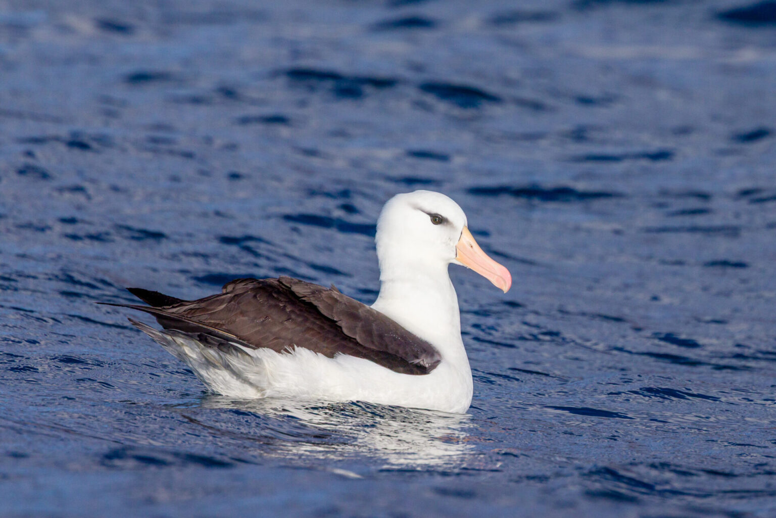 Black-browed Albatross