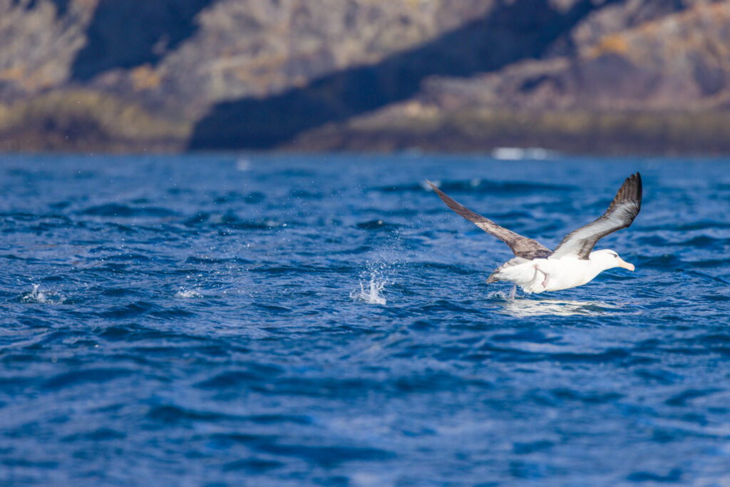 Black-browed Albatross Doing a Running Takeoff
