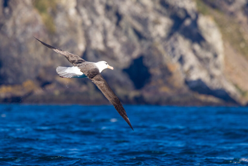 Black-browed Albatross Taking Off Above the Water
