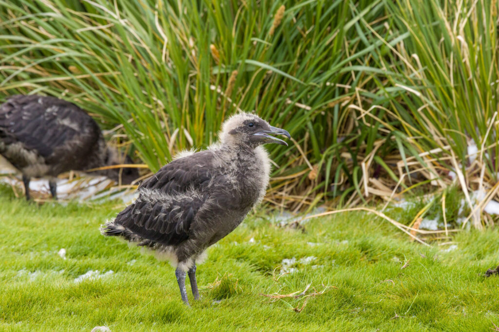 Brown Skua Chick