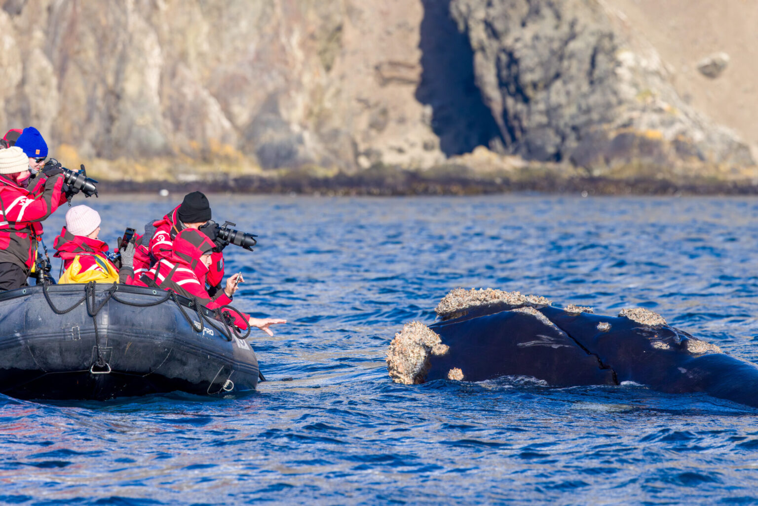 Curious Southern Right Whale examines the people in the zodiac