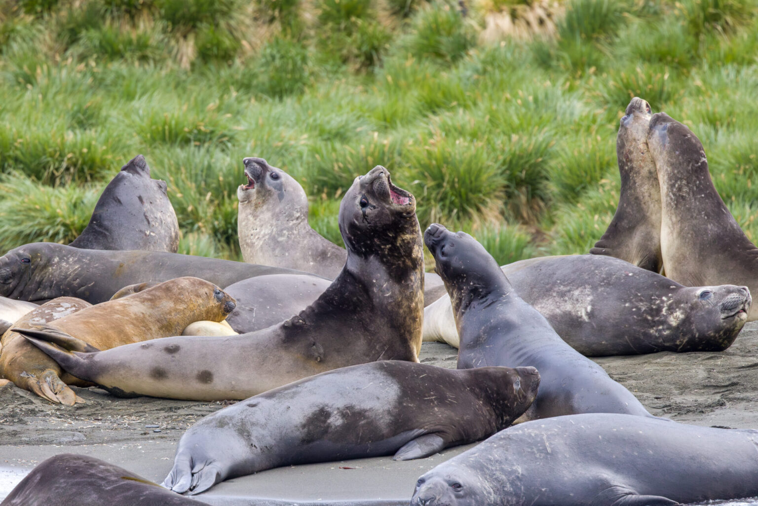 Elephant Seals Fighting