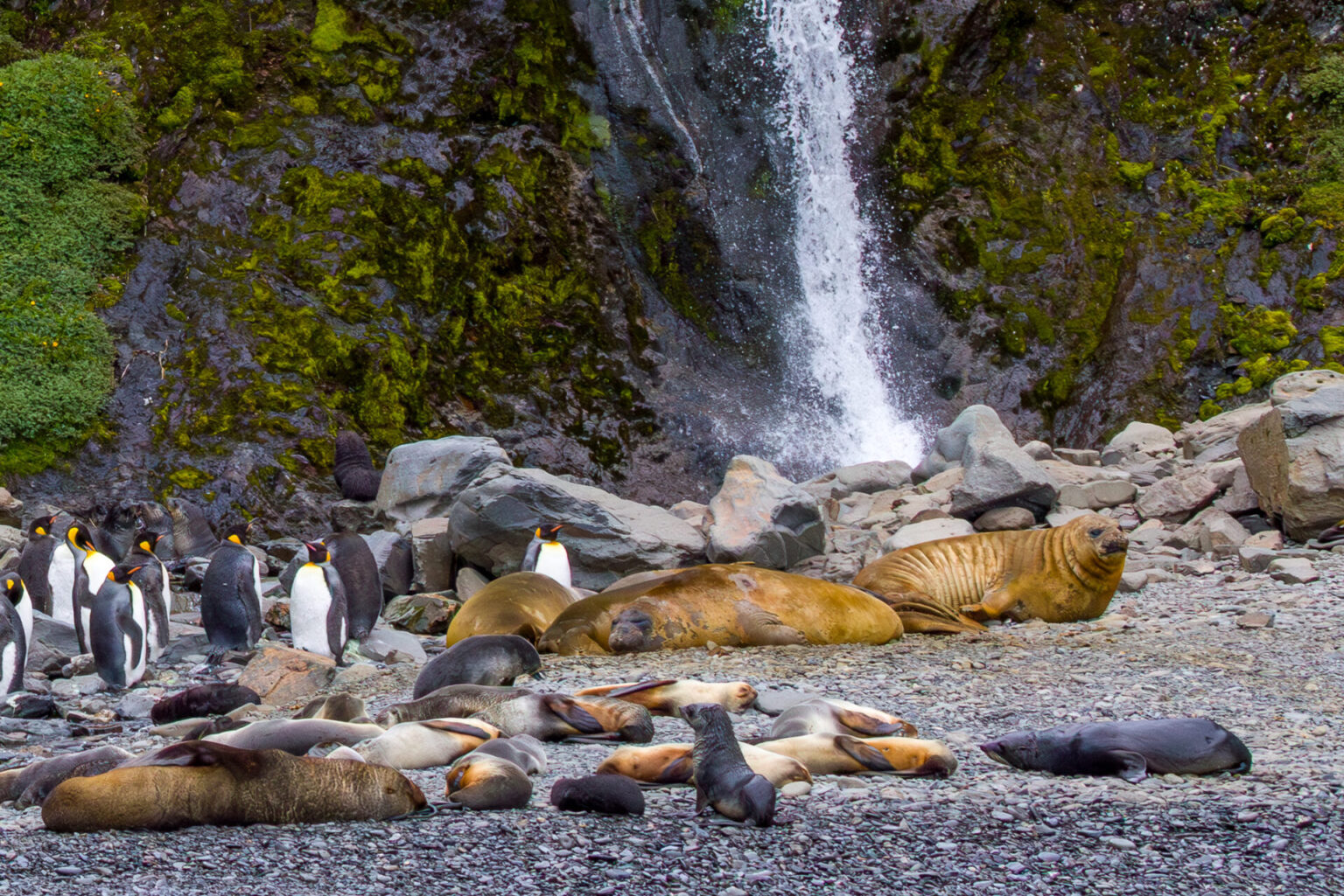 Elephant Seals at Hercules Bay