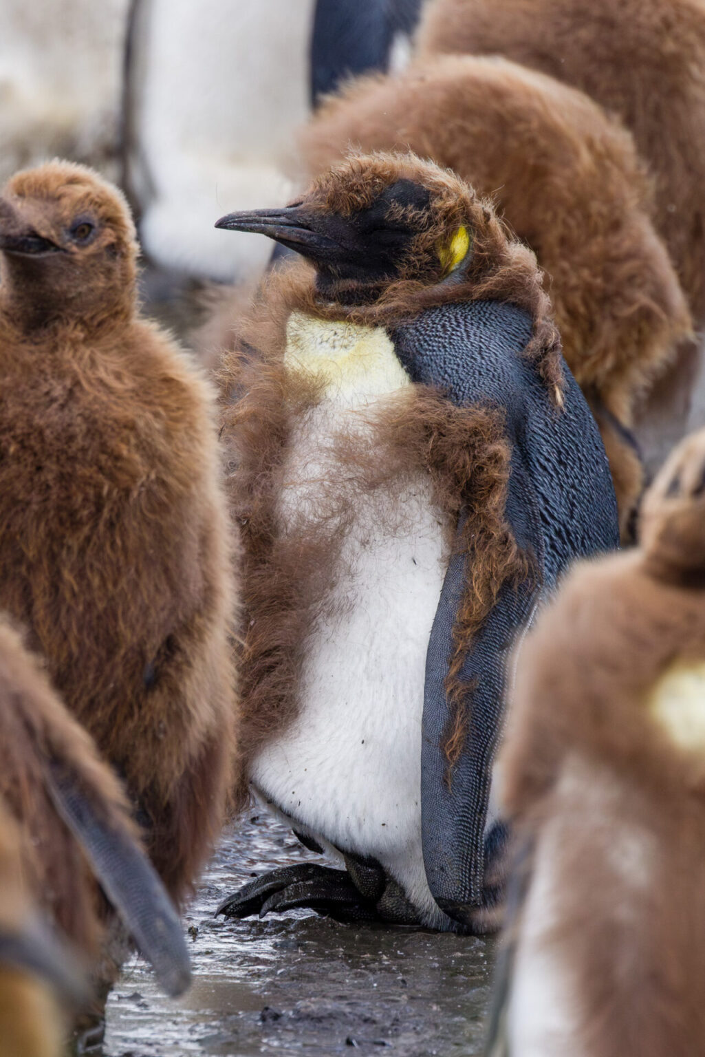 King Penguin's First Molt