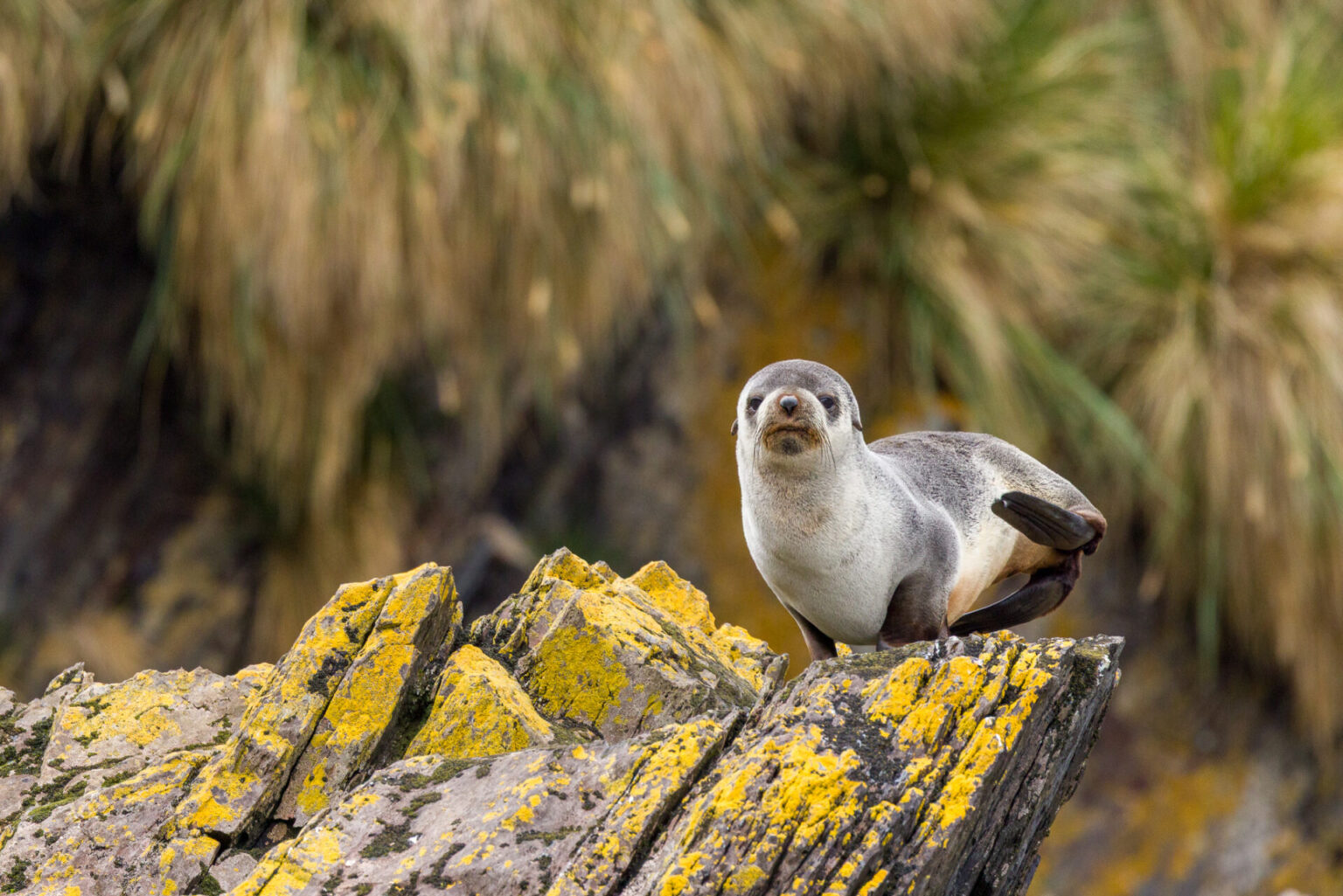 Fur Seal Balancing Act