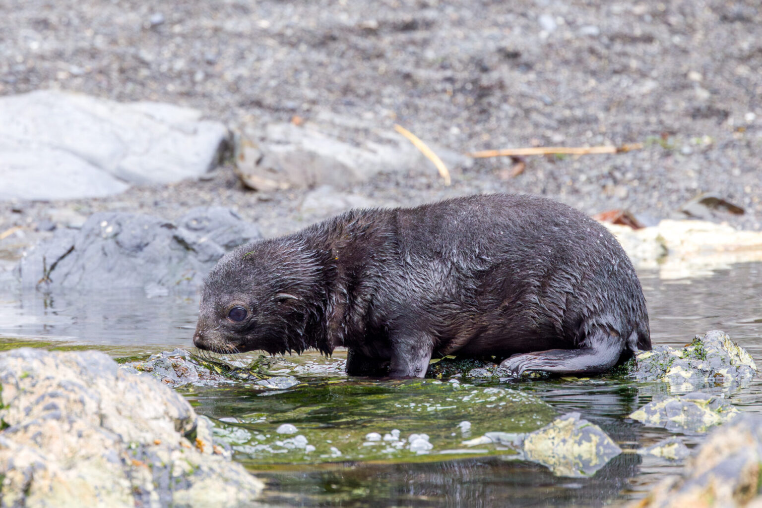 Fur Seal Pup at Hercules Bay