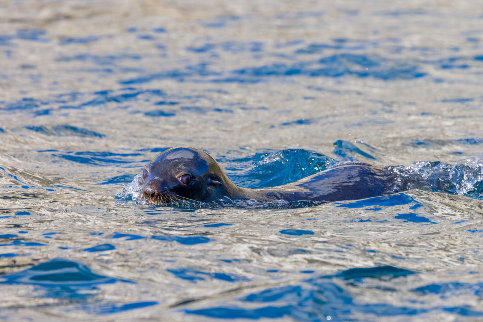 Fur Seal in the Water at Elsehul
