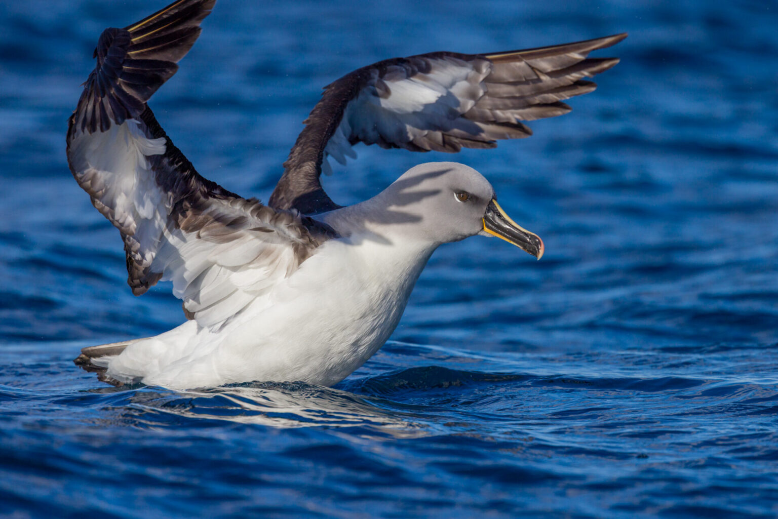 Gray-headed Albatross About to Dunk