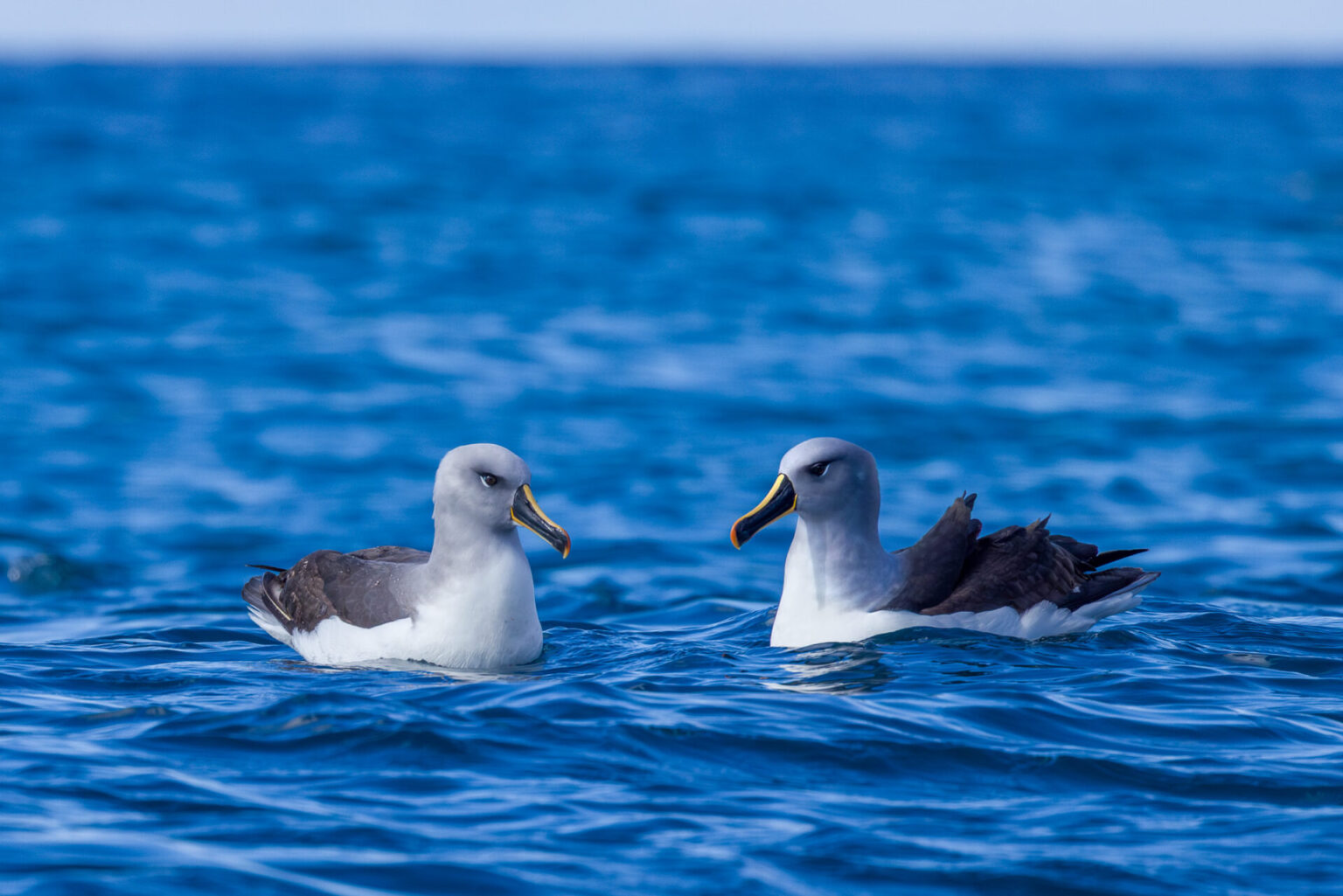 Gray-headed Albatross Pair