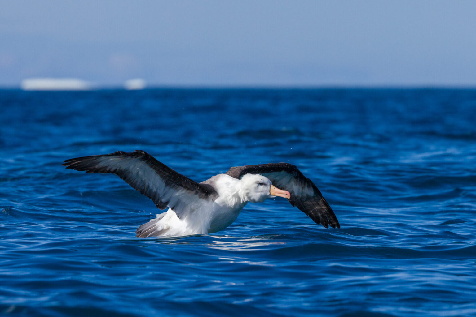 Gray-headed Albatross Twisting His Head