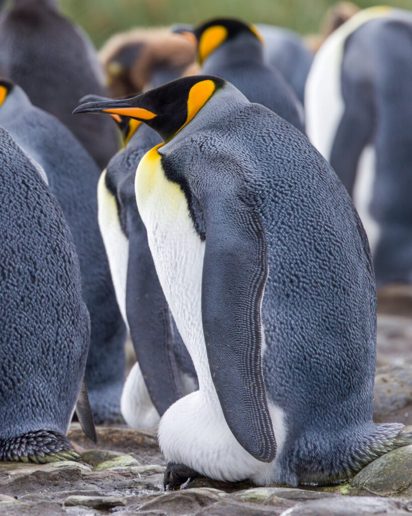 Two Penguins Possibly Incubating Eggs