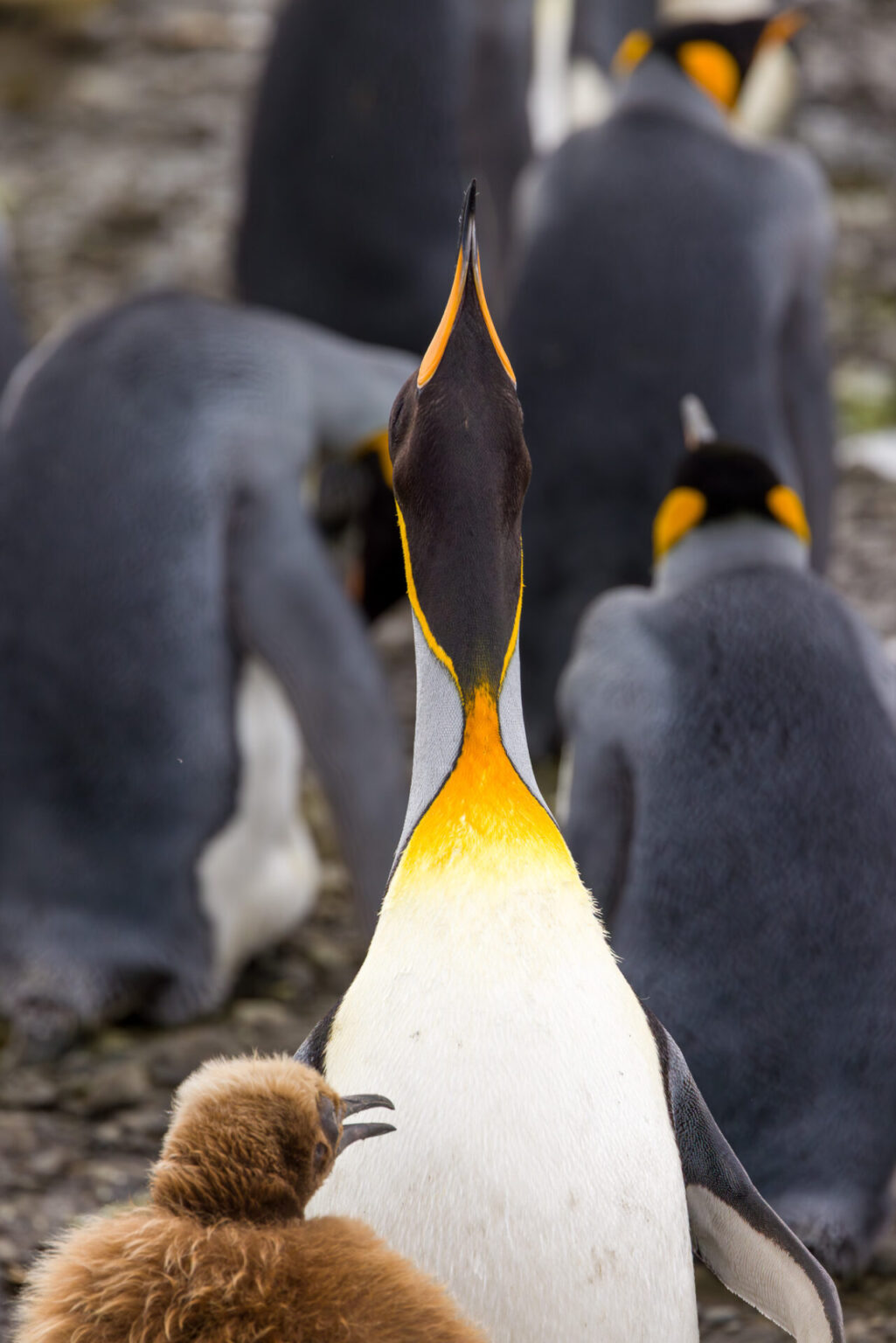 King Penguin Squawking