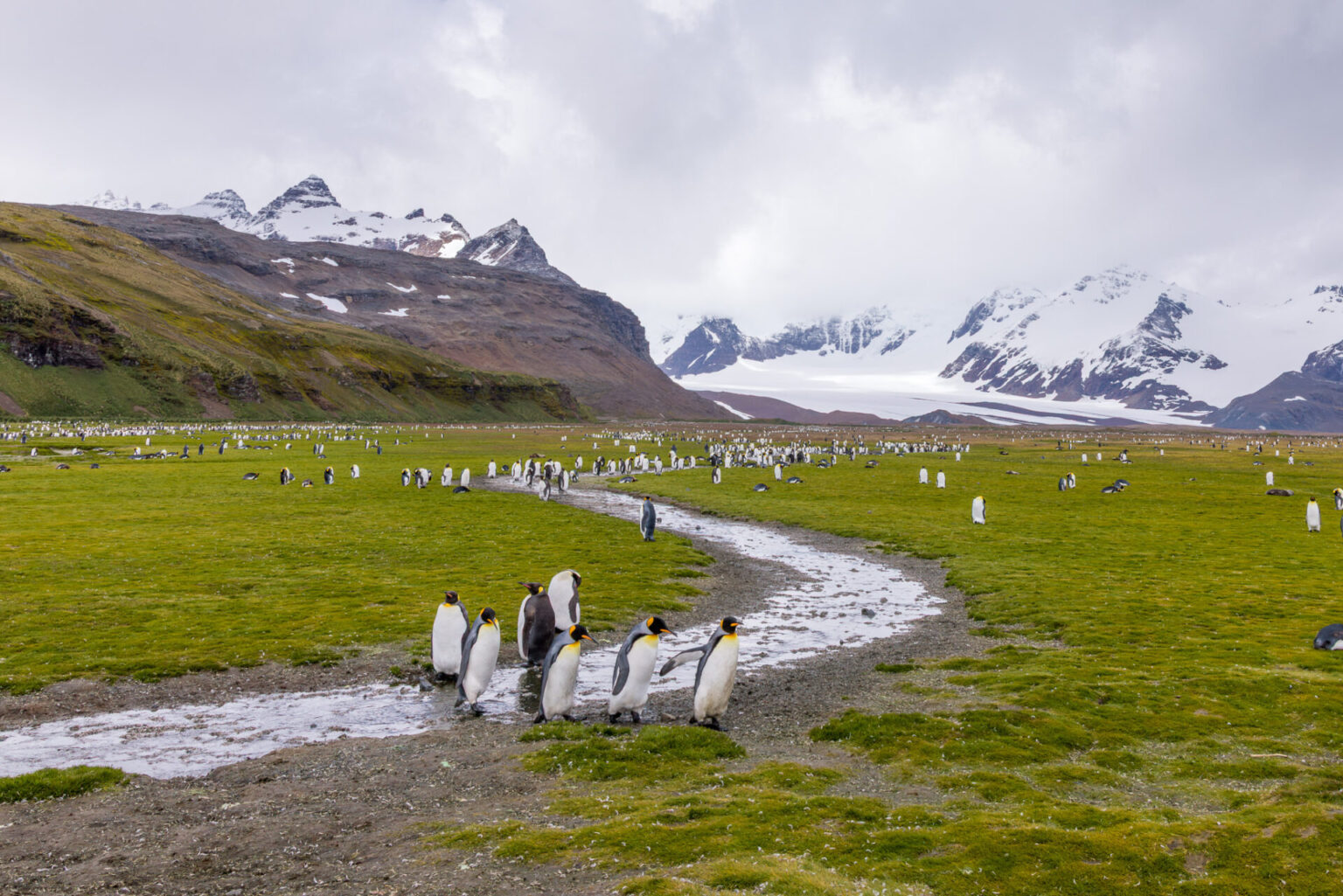 King Penguins Crossing the Stream