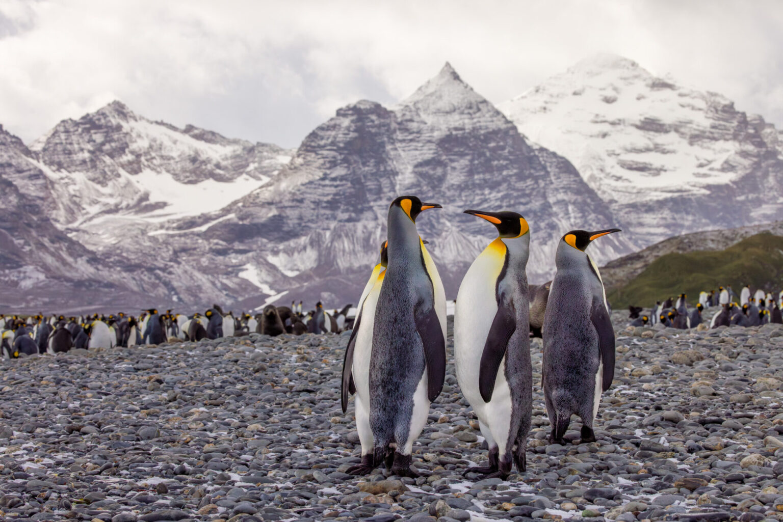 Kings of the Mountains