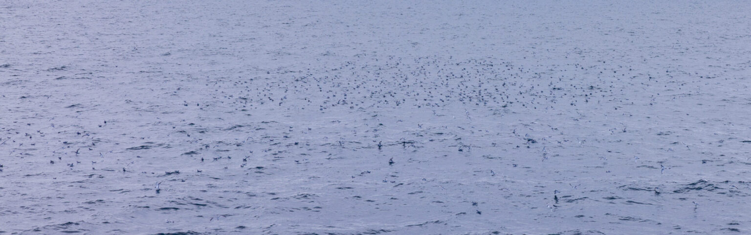 Many Antarctic Prions Off the Coast