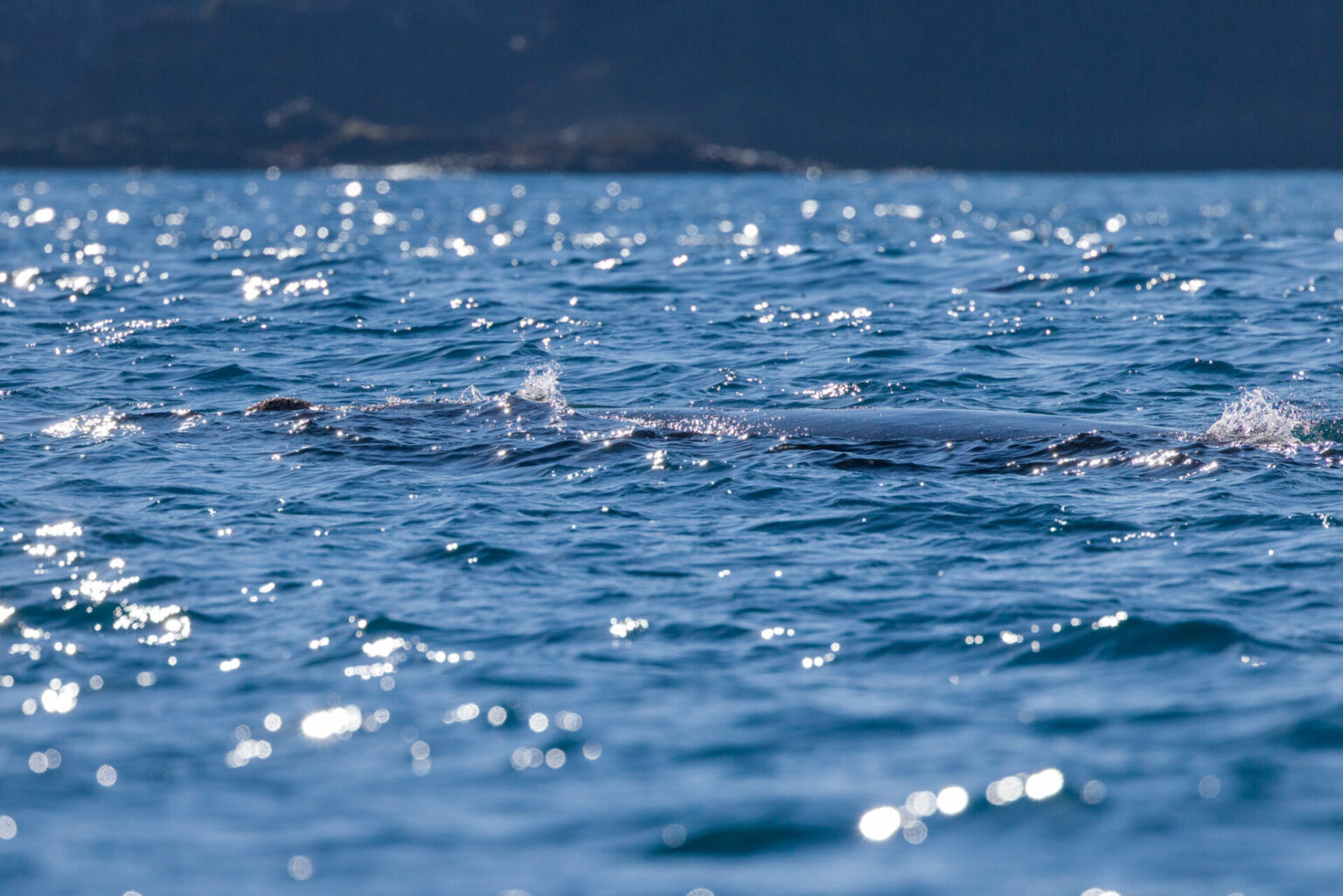 Our First View of the Whale with only the back showing, no fin.