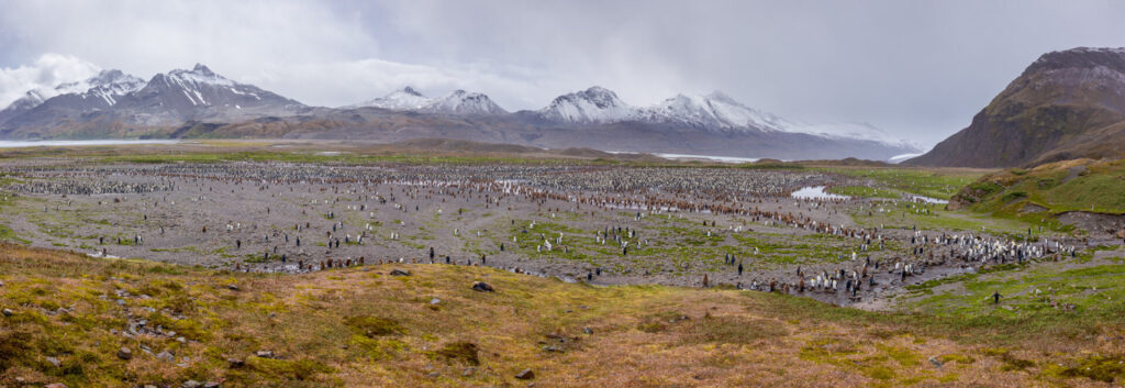 Penguin Colony Panorama
