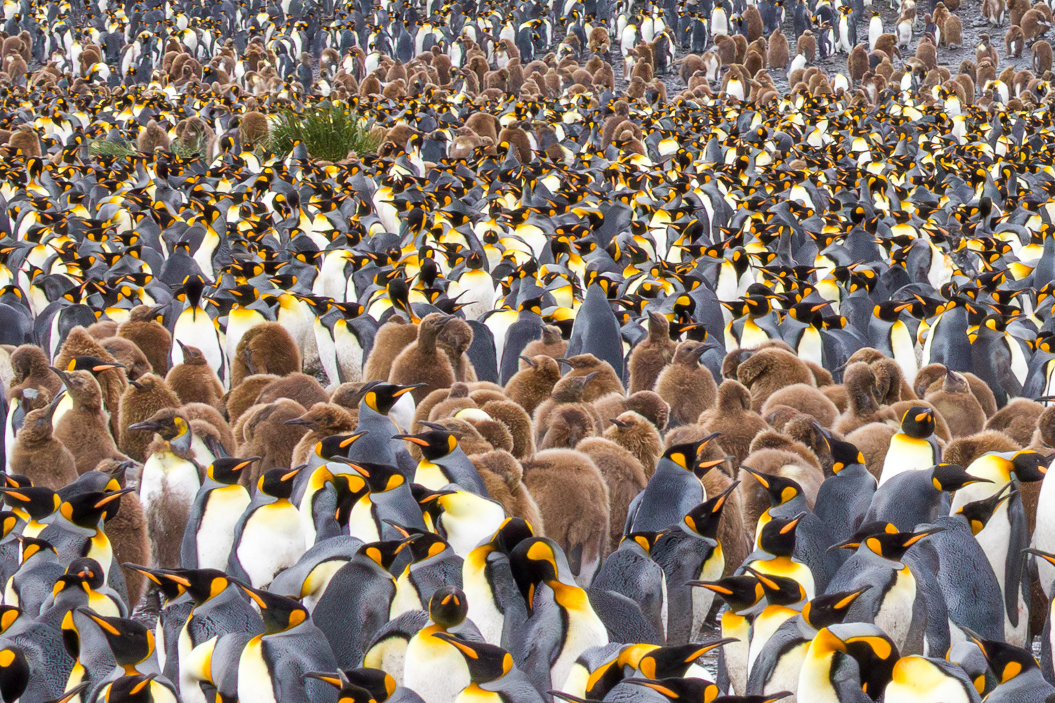 King Penguin Creche