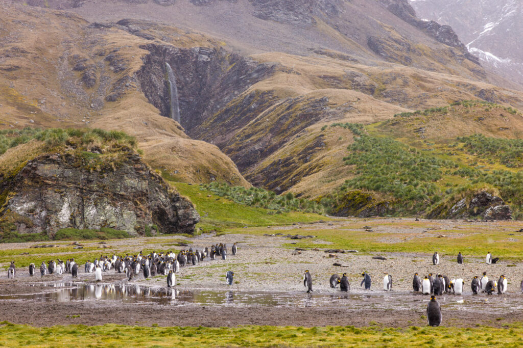 Penguin Under the Waterfall