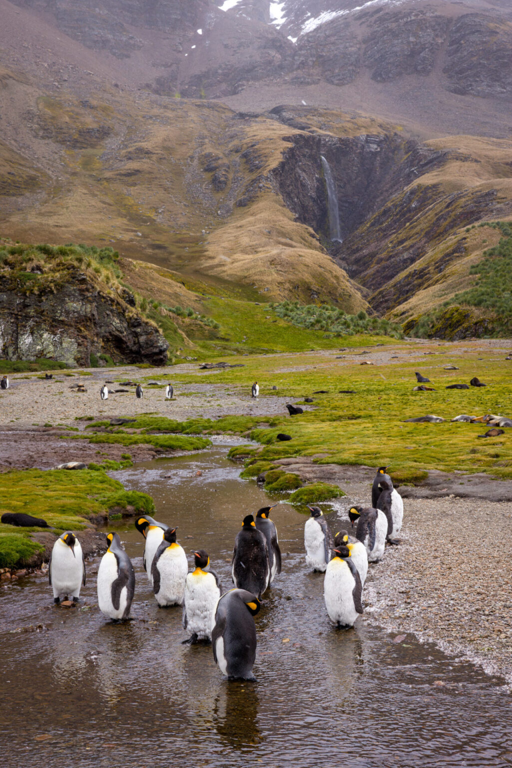 Penguins in Front of the Waterfall