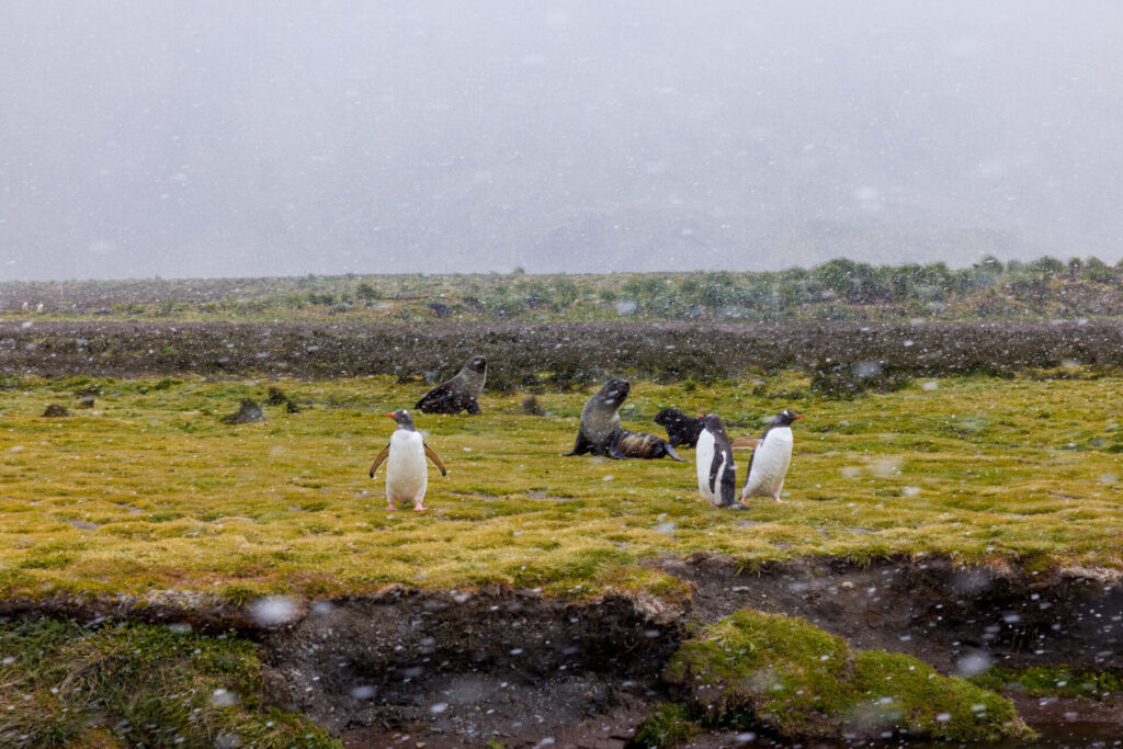 Penguins and Seals in Snow Storm