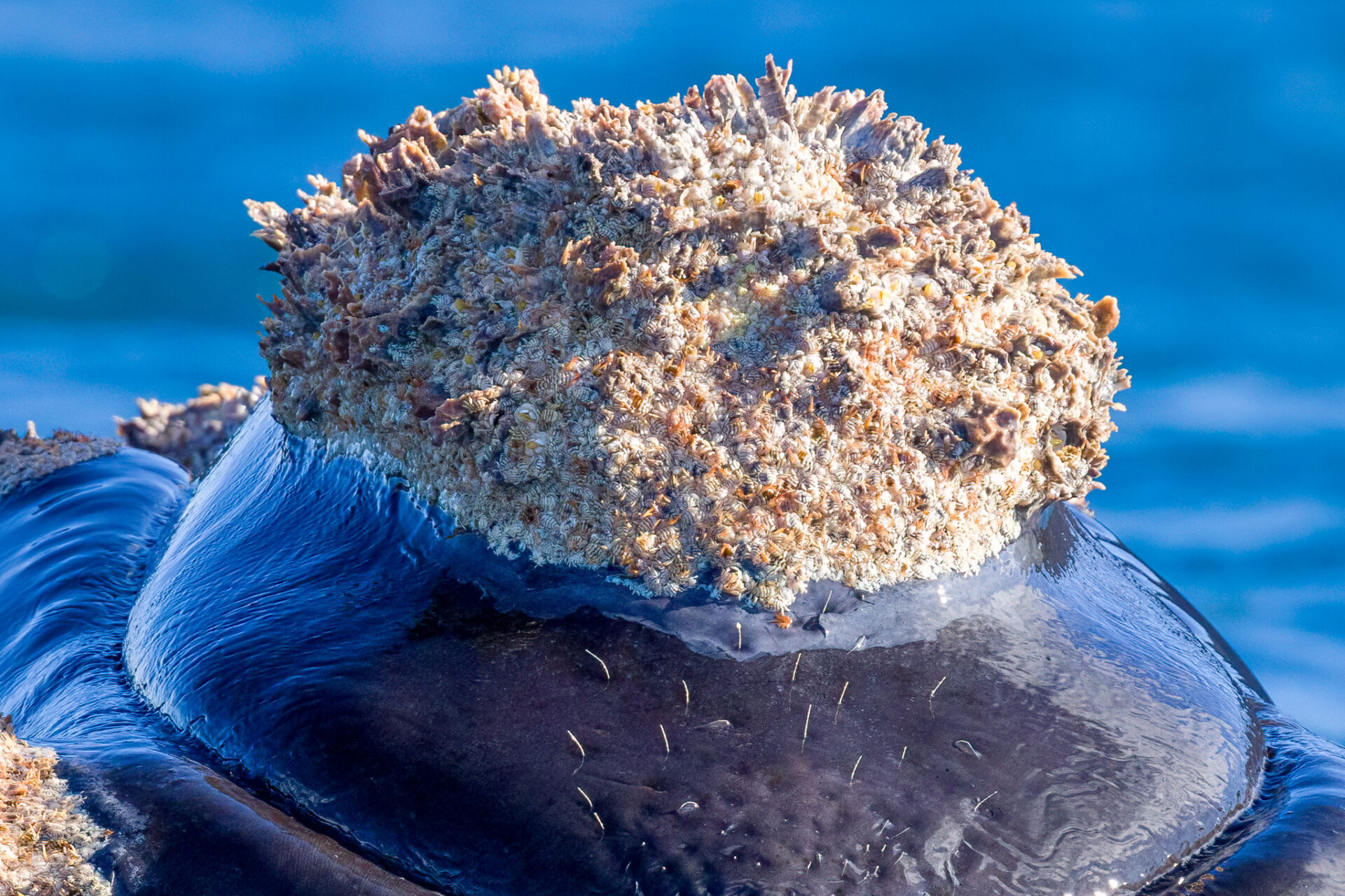 Closeup of the Southern Right whale's face.