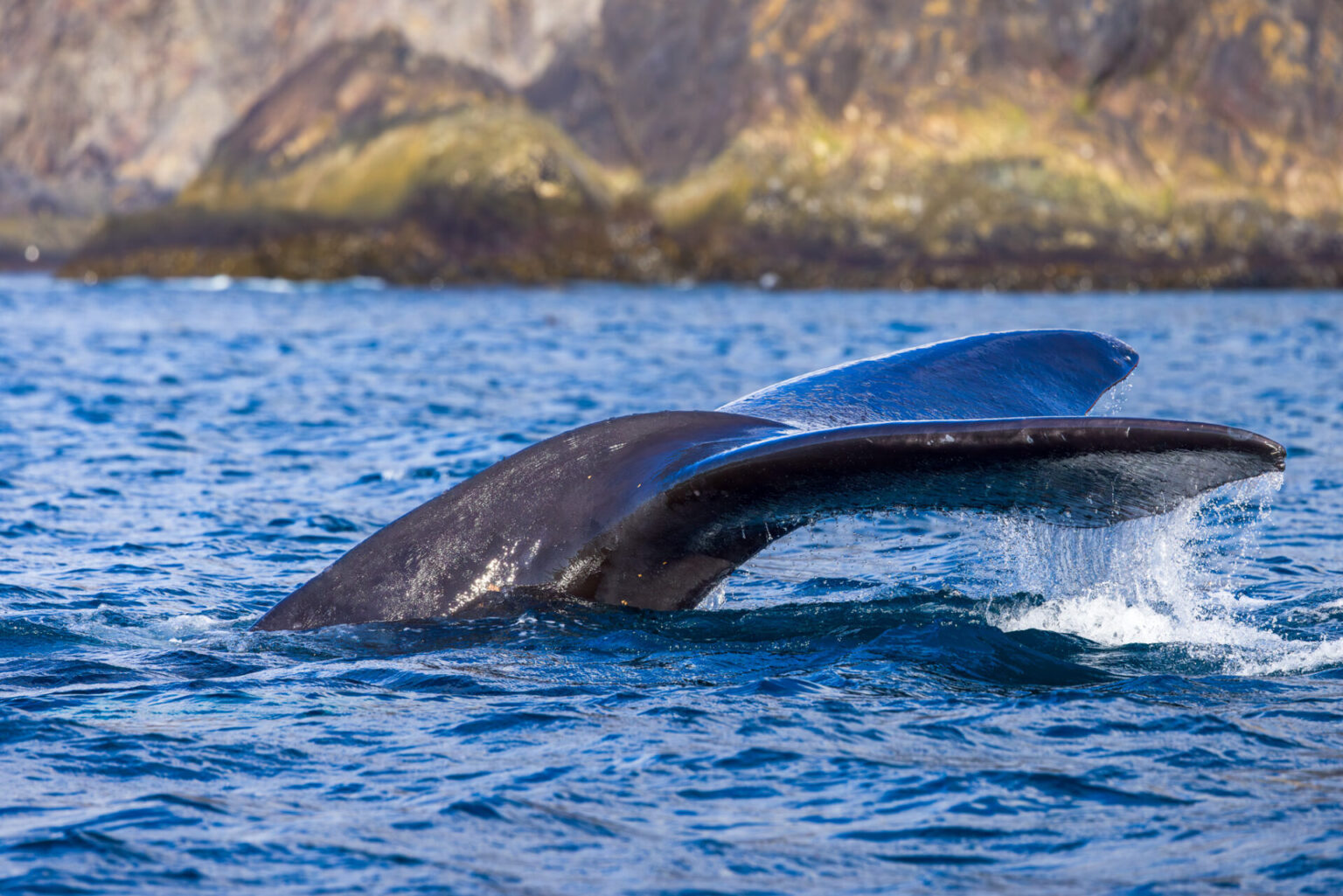 Right Whale Diving