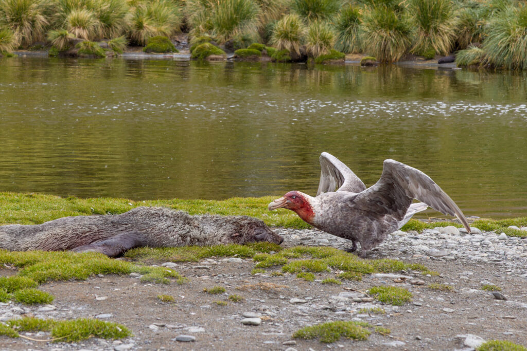 Scavenging Southern Giant Petrel