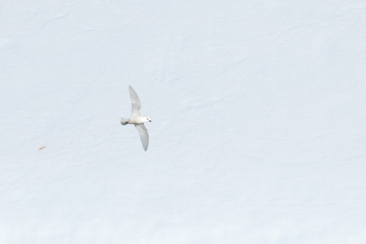 Snowy Petrel Flying Past Iceberg