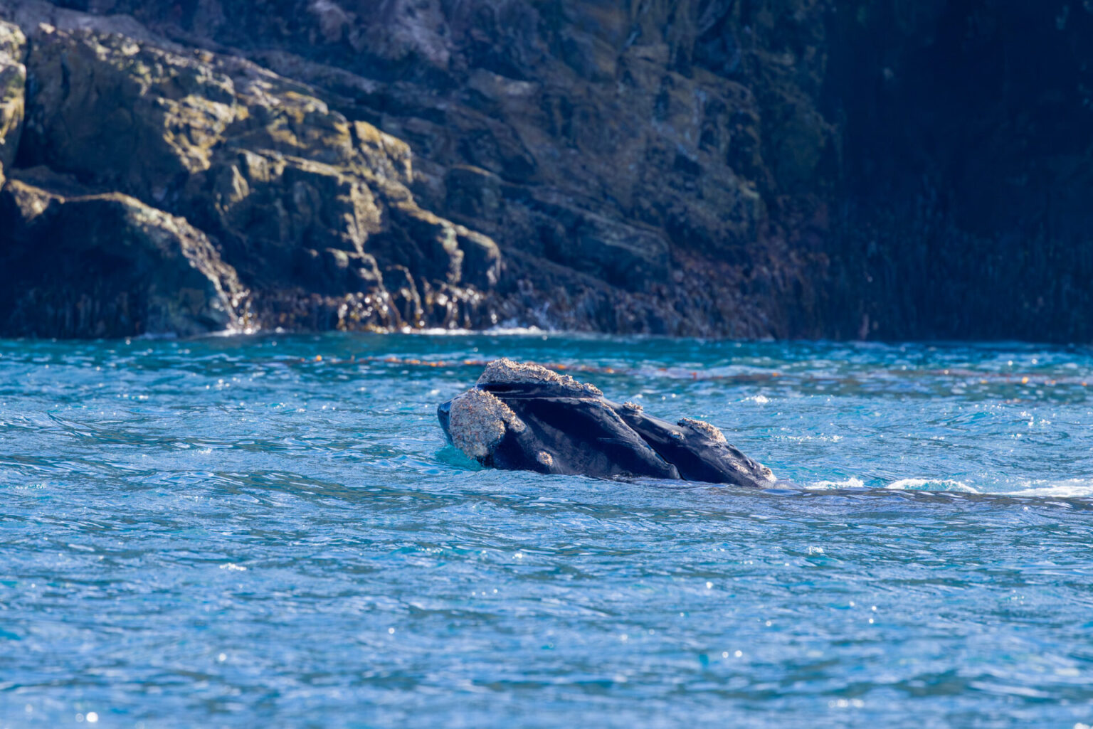 Southern Right Whale lifting Iis head out of the water.