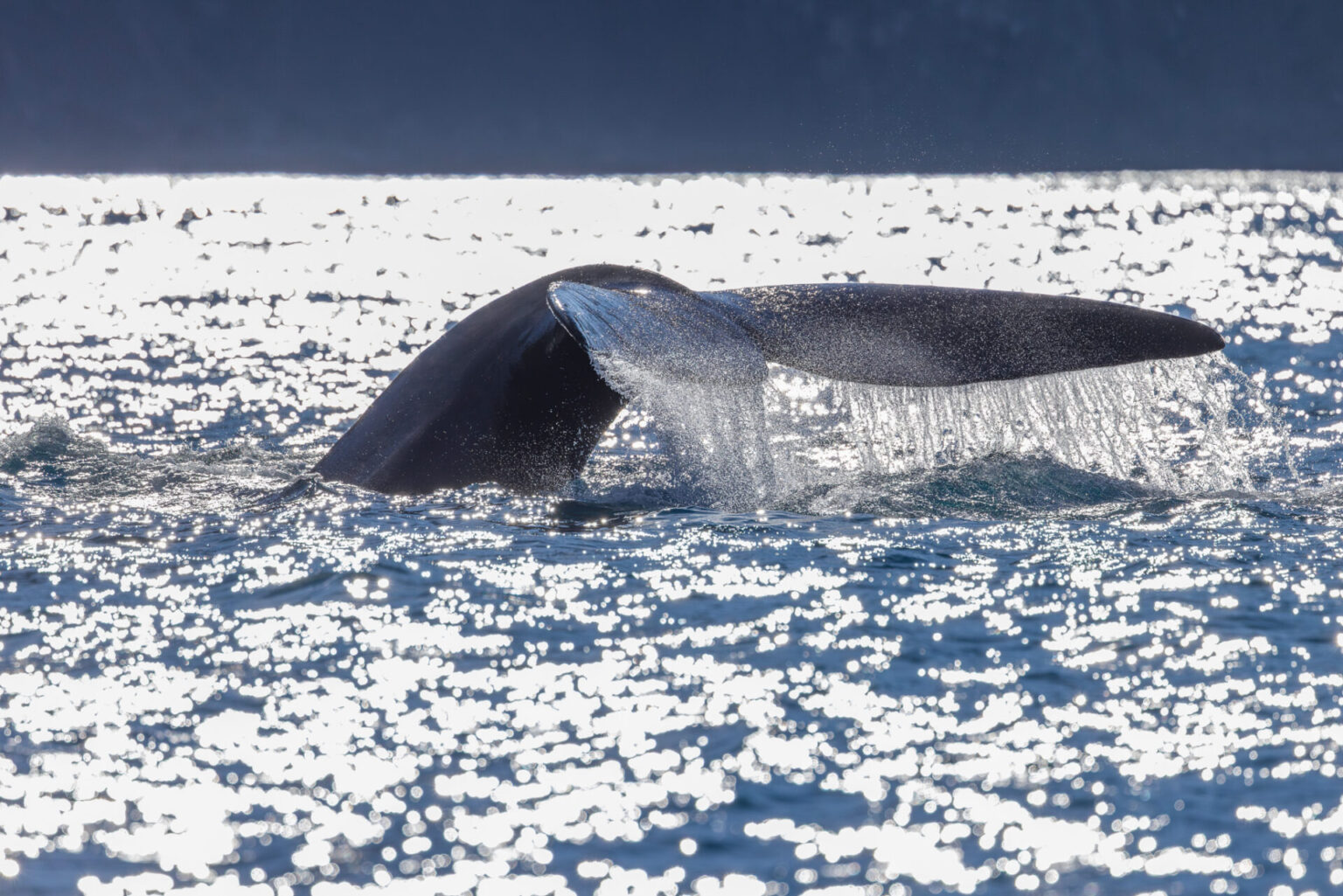 A Souther Right Whale diving with his tail up in a backlit scene with bright sparkles reflecting off the ocean surface.