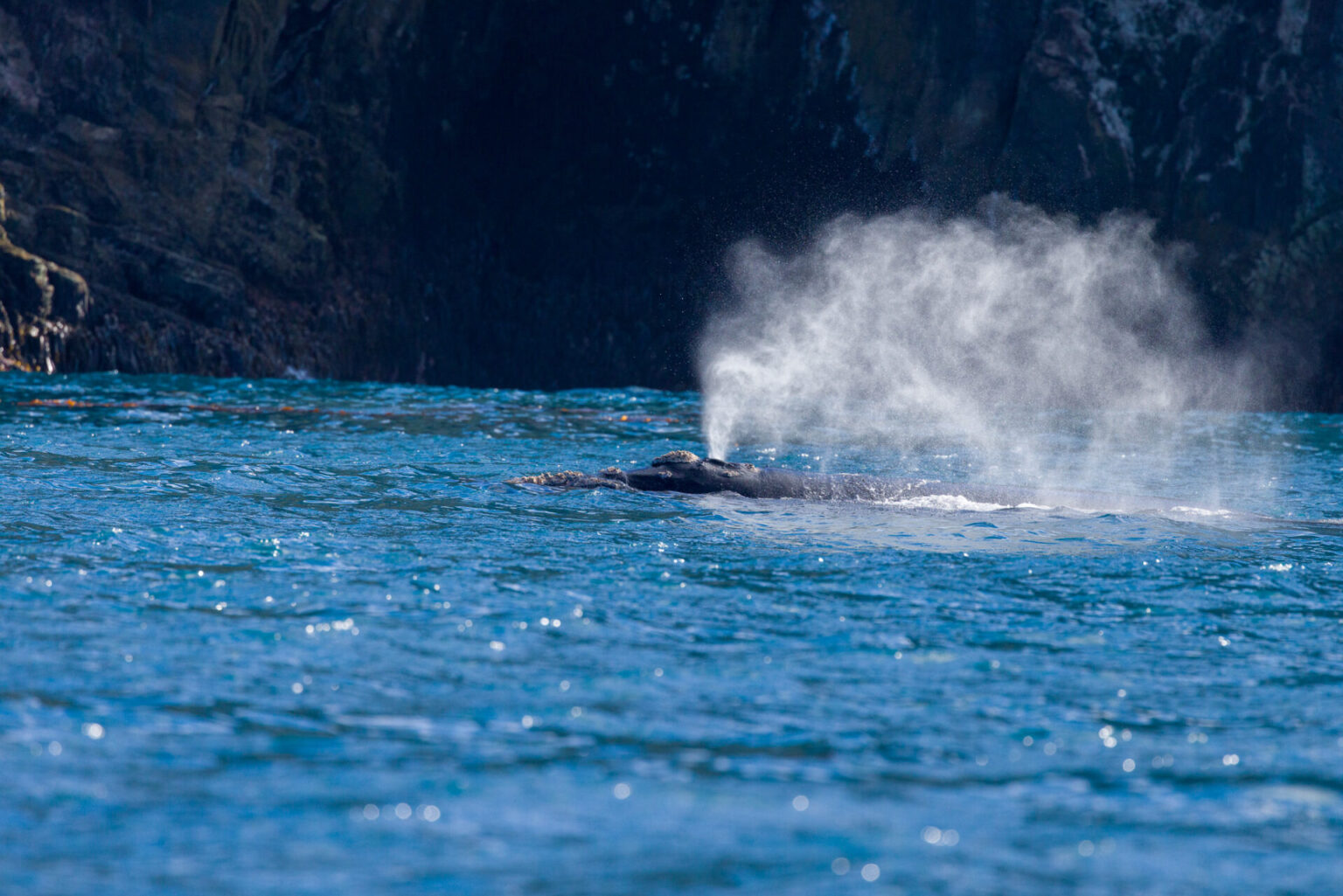 Southern Right Whale surfacing and expelling water out of its blow hole to breath.