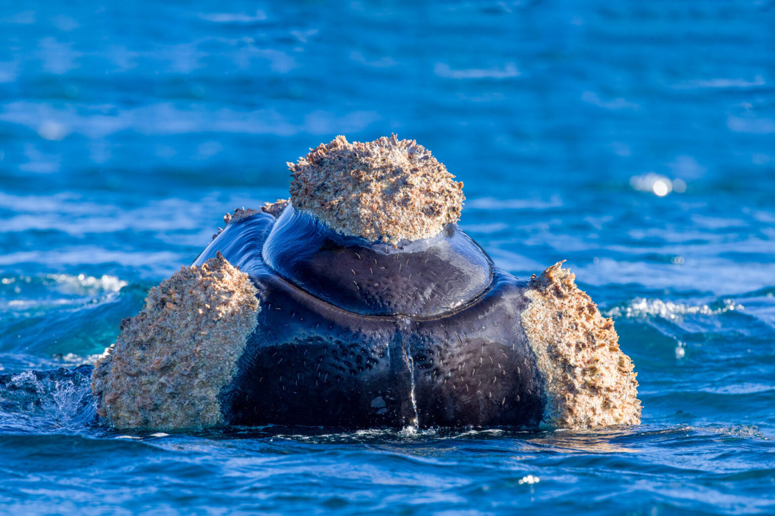 Southern Right Whale with head out of the water facing the camera.